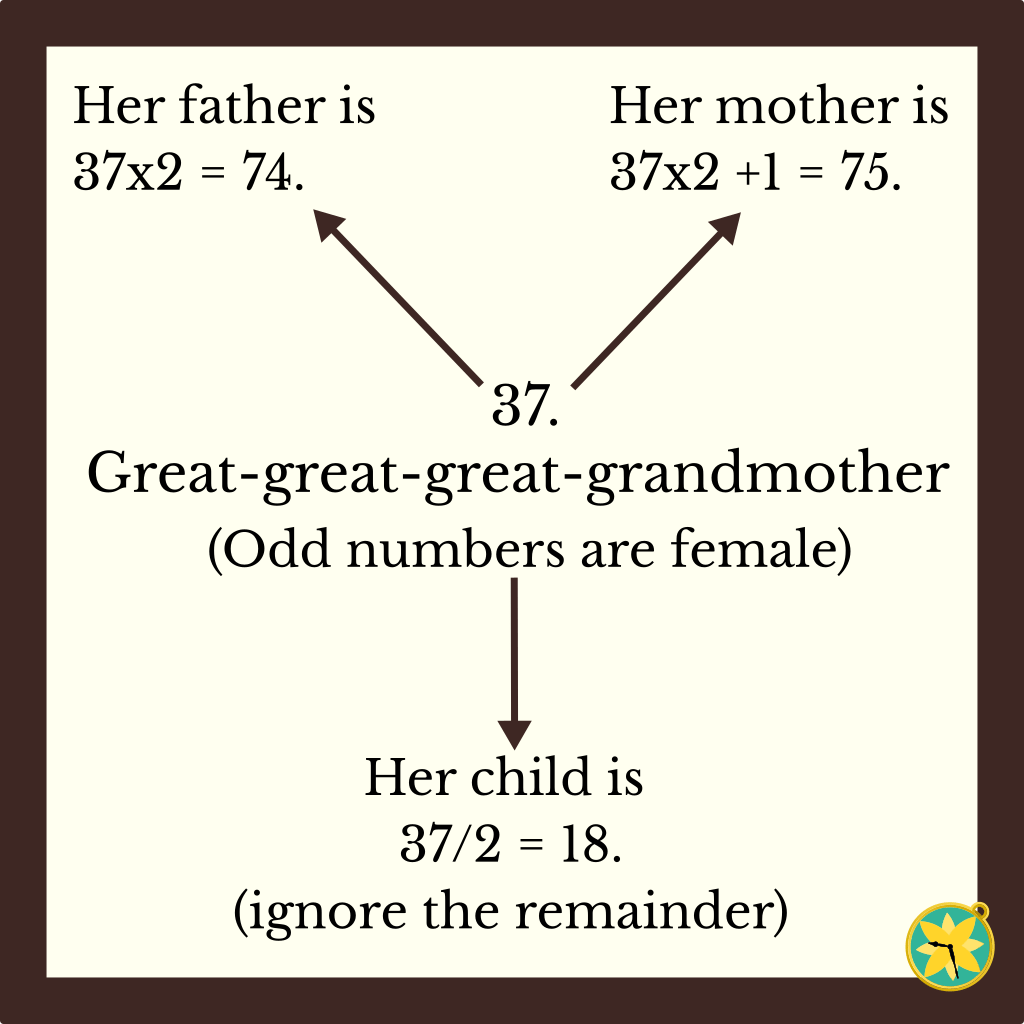 37. Great great great grandmother (odd numbers are female). Arrows lead to her father whose ID is 37x2=74, her mother whose ID is 37x2+1=75, and her child whose ID is 37/2=18 (ignoring the remainder).